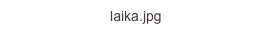 laika.jpg