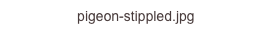 pigeon-stippled.jpg